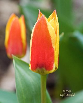 New Tulips