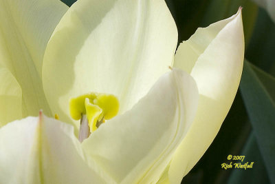 Cream colored tulip