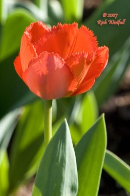 Red Fringed tulip