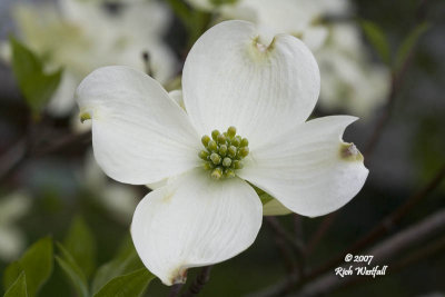 April 10, 2007  -  White Dogwood Survivor