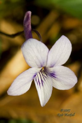 Long-Spurred Violet