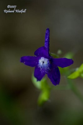 Dwarf Larkspur - Single Flower