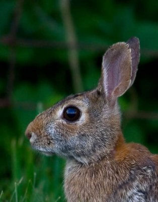 Rabbit Portrait