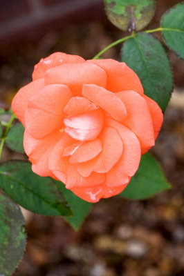 Rose after the rain