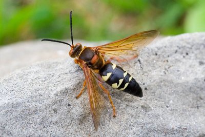 Cicada killer wasp - full view
