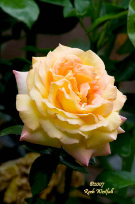 Yellow Rose