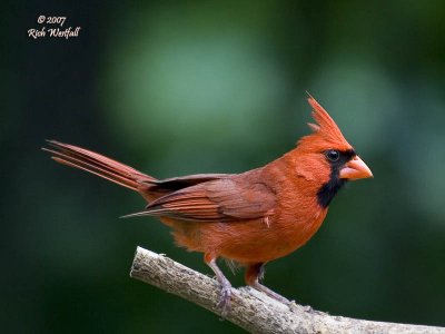 Posing cardinal