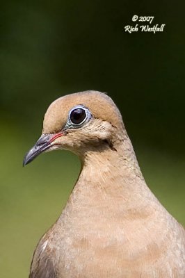 Mourning Dove Portrait