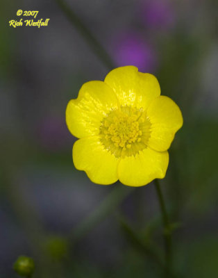 Buttercup, Blackwater Falls State Park