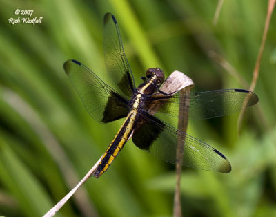 Dragonfly, Blackwater Falls State Park