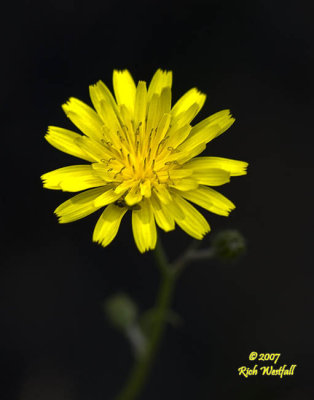 Rattlesnake Weed, Blackwater Falls State Park