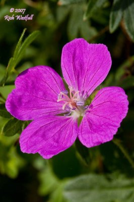 Pink Flower