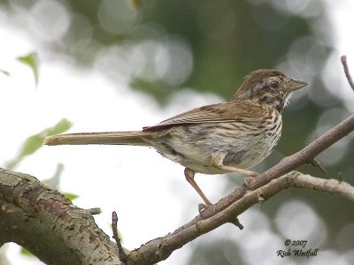 Song Sparrow getting ready to take off.