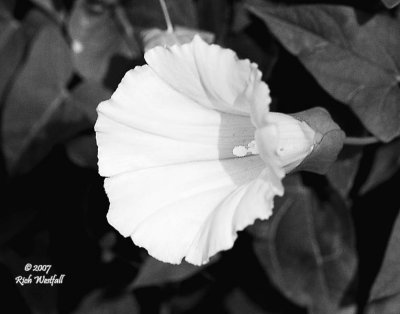 Morning Glory in Black and White