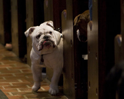 Blessing of the Animals at Christ Church Cathedral 2007