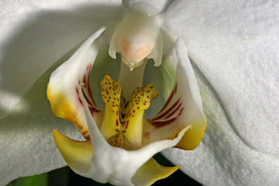 Orchid5.jpg
