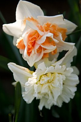 Daffodil 3