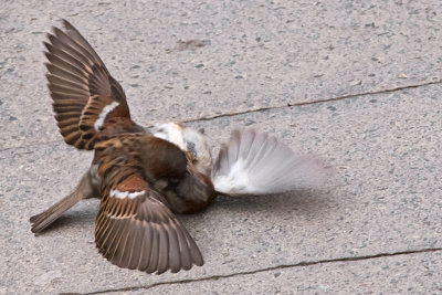 Fighting Sparrows