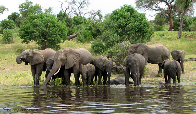 Elephants 9 - Chobe N.P.jpg