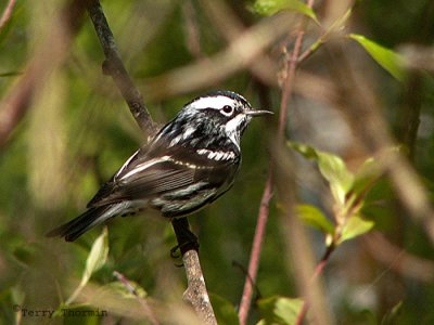 Black and White Warbler.jpg