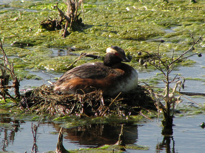 Horned Grebe on nest 2.jpg