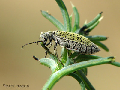Epicauta maculata - Spotted Blister Beetle 2.jpg
