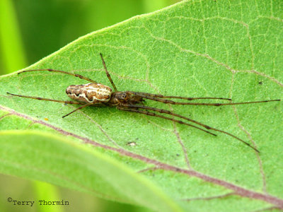 Tetragnatha sp. - Long-jawed Spider A1.jpg