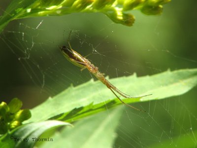 Tetragnatha sp. - Long-jawed Spider D2.jpg