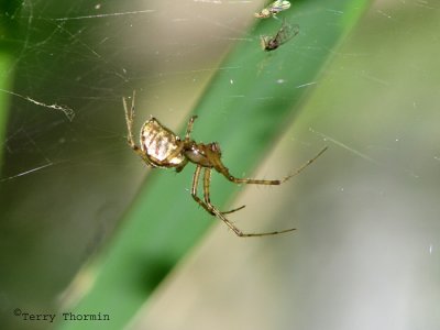 Pityohyphantes phrygianus - Sheetweb Spider 1.jpg