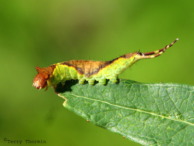 Prominent Moths - Notodontidae