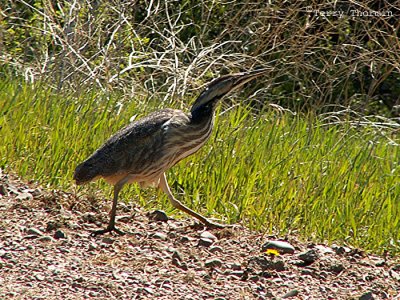 American Bittern 1.JPG