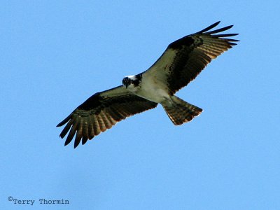 Osprey in flight 1.jpg