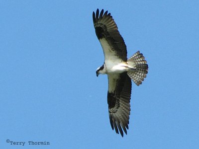 Osprey in flight 2.jpg