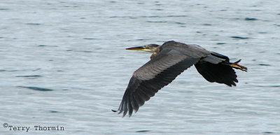 Great Blue Heron in flight.jpg