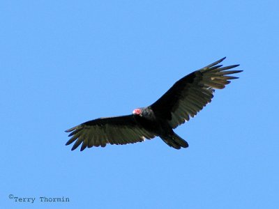 Turkey Vulture adult in flight 1.jpg
