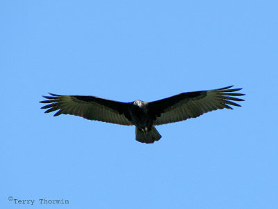 Turkey Vulture immature in flight 1.jpg