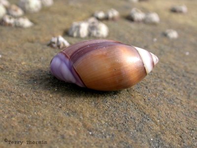 Purple Olive Shell.jpg