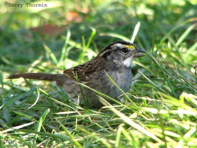 White-throated Sparrow 12.jpg