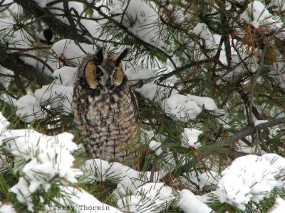 Long-eared Owl 7.jpg