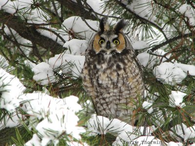 Long-eared Owl 5.jpg