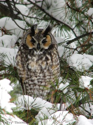 Long-eared Owl 3.jpg