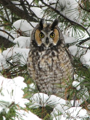 Long-eared Owl 2.jpg