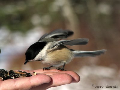 Black-capped Chickadee being hand fed 1.jpg