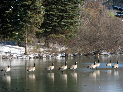 Canada Geese on the ice 1.jpg