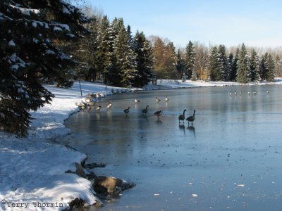 Hawrelak Park - first ice 1.jpg