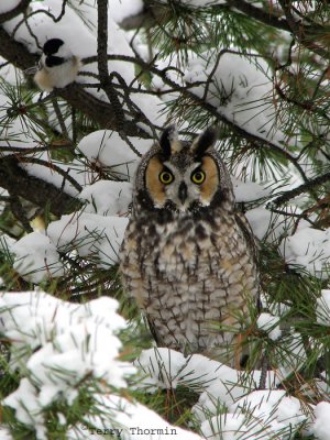 Long-eared Owl and Black-capped Chickadee 7b.jpg