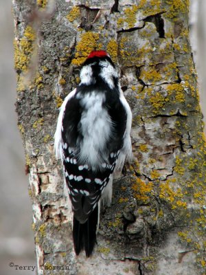 Downy Woodpecker 17.jpg