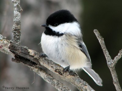 Black-capped Chickadee 19.jpg