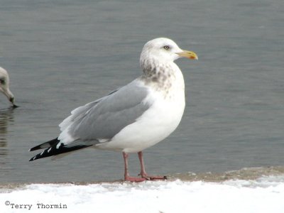 Herring Gull winter 2.jpg