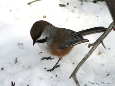 Boreal Chickadee 1.jpg